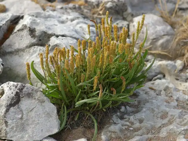 Подорожник морской (Plantago maritima)