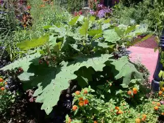 Наранхилла (Solanum quitoense)