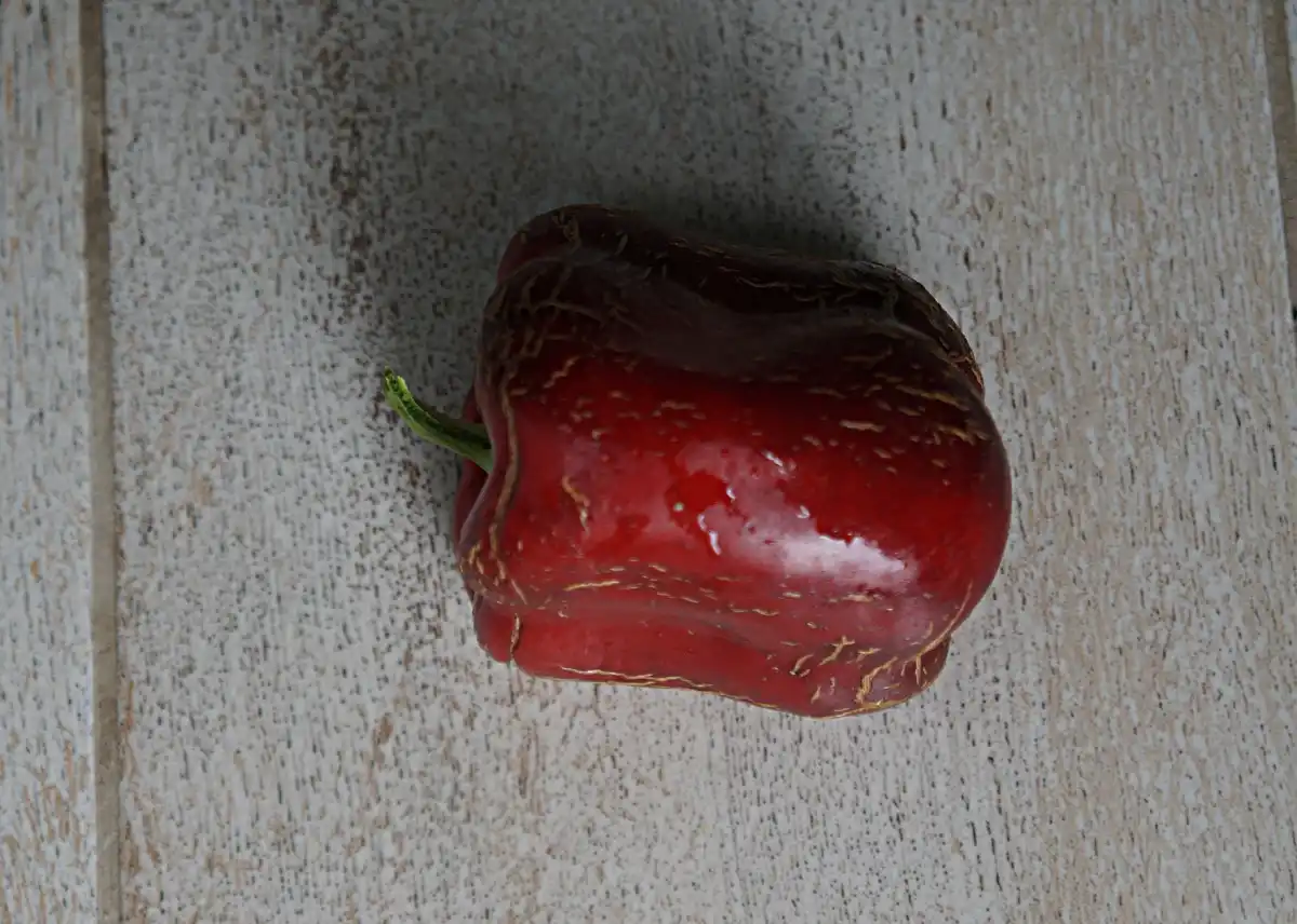 Княжик «Столвик Голд» (Stolwijk Gold)