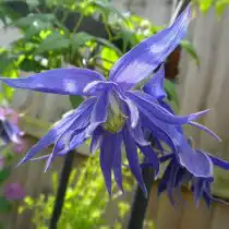 Княжик «Лагуна» (Lagoon)