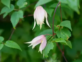 Княжик «Пинк свинг» (Pink Swing)