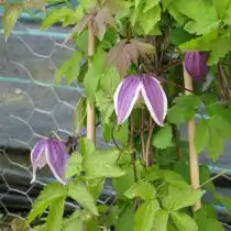 Княжик «Пурпл Дрим» (Purple Dream)