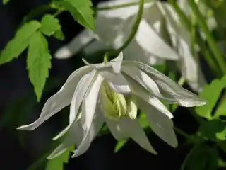 Княжик «Альбина Плена» (Albina Plena)