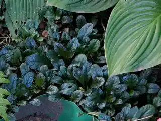 Живучка, или Айюга (Ajuga), сорт «Атропурпуреа»