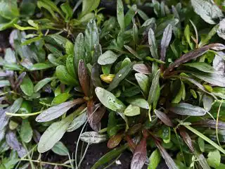 Живучка, или Айюга (Ajuga), сорт «Шоколад Чип»