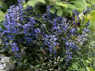 Весной над листвой живучки «Шоколад Чип» возвышаются очаровательные колоски