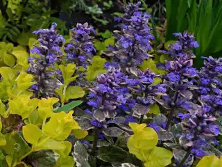 Цветущая живучка «Бургунди глоу» выглядит очень симпатично