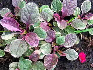 Живучка, или Айюга (Ajuga), сорт «Бургунди глоу»