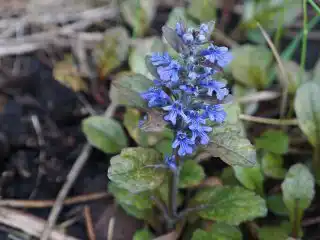 Время цветения живучки «Мультиколор» — вторая половина мая
