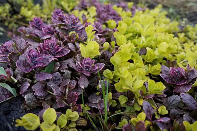 Вербейник монетчатый и живучка растения словно созданы для того, чтобы расти дуэтом