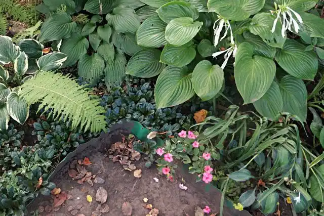 Однотонные зеленые или имеющие белые, либо золотистые узоры хосты хорошо сочетаются с пурпурным цветом живучек