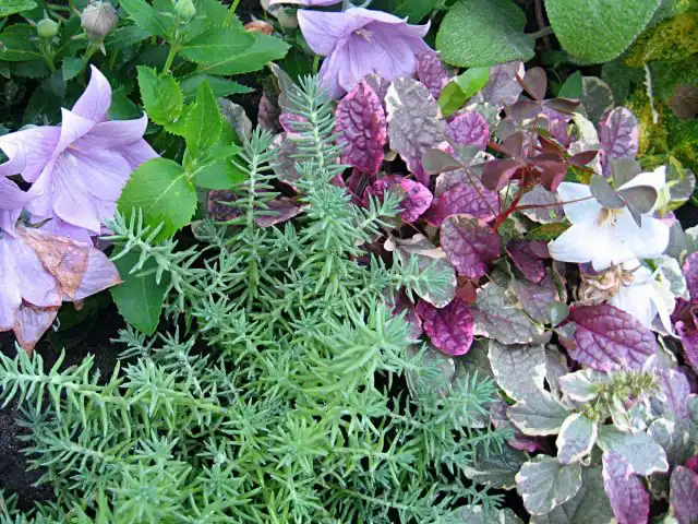 Совместно с живучкой будет эффектно смотреться практически любой стелющийся очиток