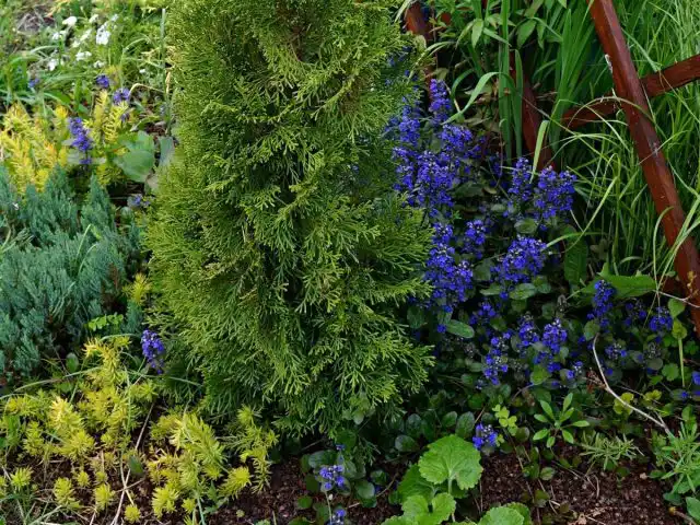 Живучка хороша с молодыми хвойными