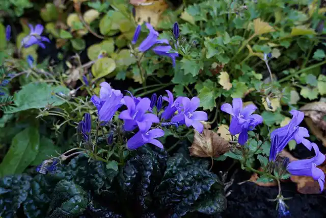 При посадке с колокольчиком может показаться, что это живучка зацвела колокольчатыми цветками