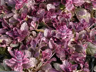 Живучка, или Айюга (Ajuga), сорт «Мультиколор»