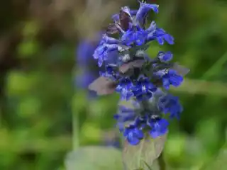 Цветение живучки «Атропурпуреа»