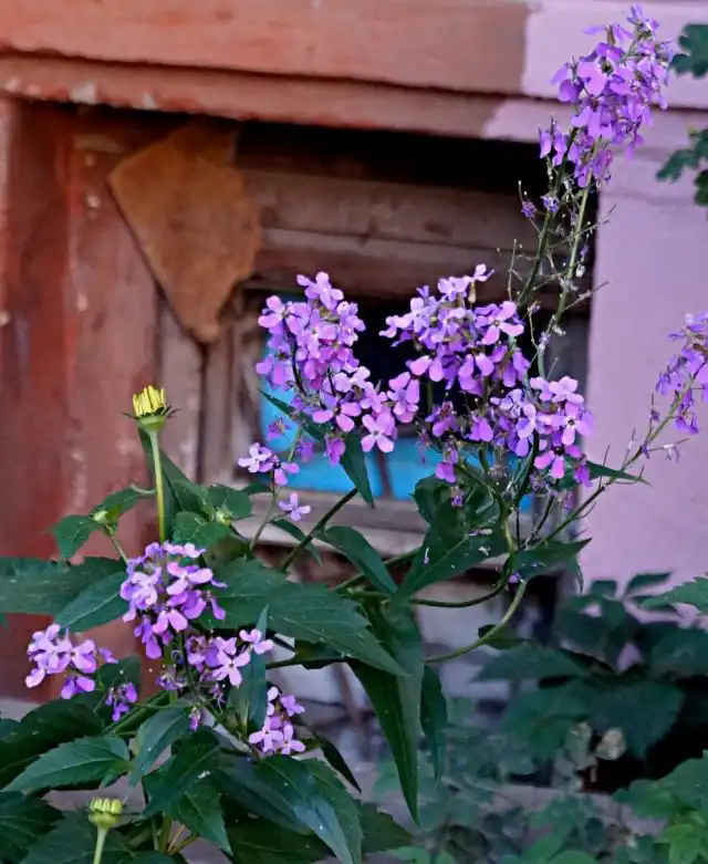 Гесперис (Hesperis matronalis)