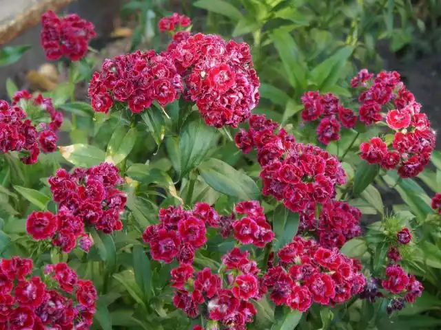 Гвоздика турецкая, или Барбатус (Dianthus barbatus)