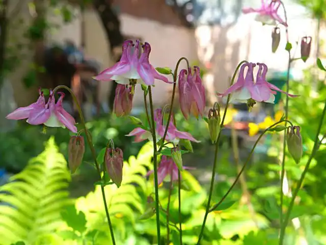 Аквилегия (Aquilegia)