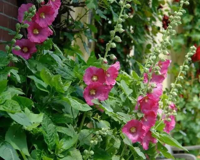 Мальва, или Шток-роза (Alcea)