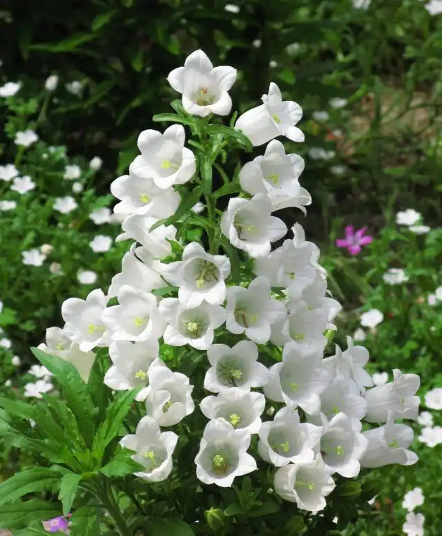 Колокольчик средний (Campanula medium)
