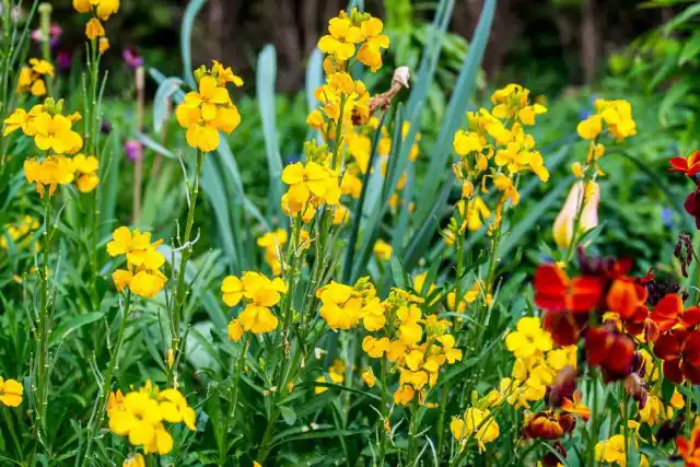 Хейрантус, или Лакфиоль (Cheiranthus)