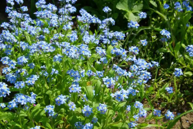 Незабудка (Myosotis)
