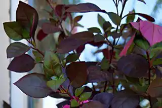 Альтернантера зубчатая «Фиолетовый рыцарь» ('Purple Knight')