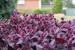 Альтернантера зубчатая «Маленький Рубин» ('Little Ruby')