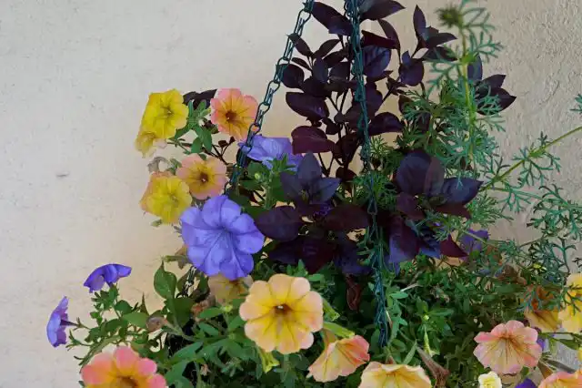 Чаще всего альтернантера выступает как полный аналог колеуса в контейнерных композициях