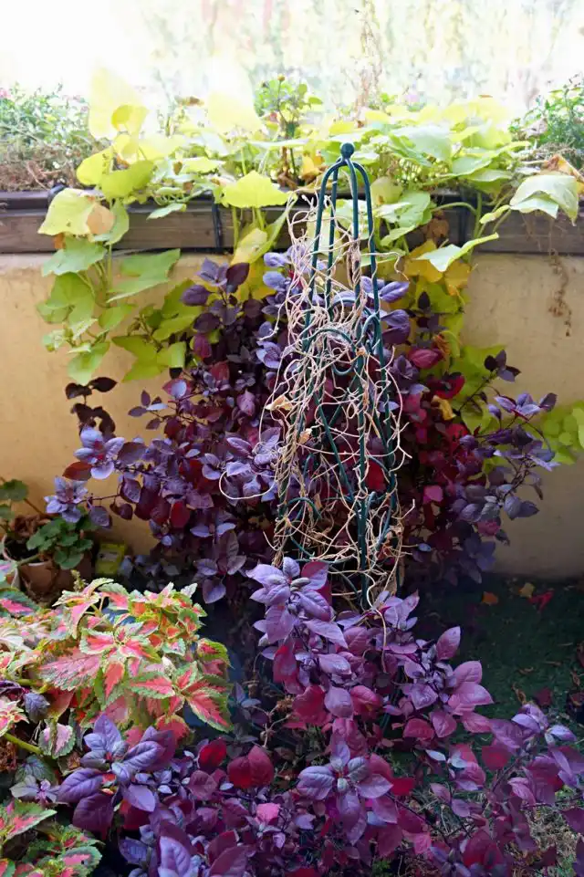 Альтернантера радовала меня своей насыщенной листвой до глубокой осени, идеально сочетаясь со всеми цветочными обитателями балкона