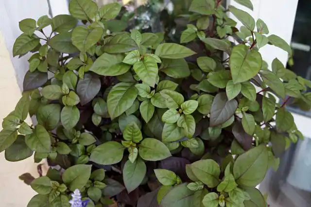 В полутени альтернантера хорошо развивается, но теряет насыщенную окраску