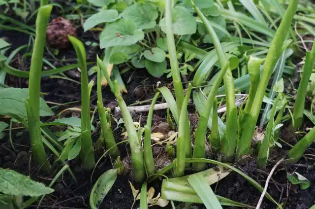 Побеги хосты, готовые к сбору