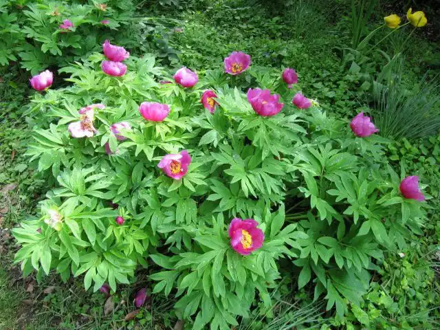 Пион лекарственный (Paeonia officinalis)