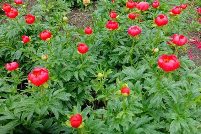 Пион иноземный (Paeonia peregrina)