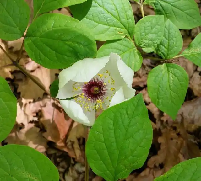 Пион горный (Paeonia oreogeton)