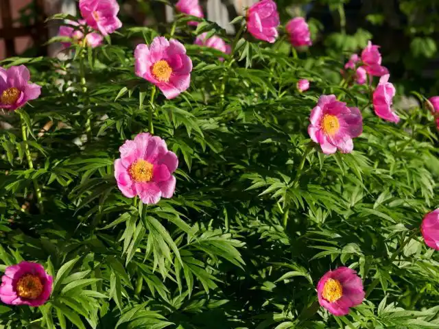 Пион уклоняющийся, или Марьин корень (Paeonia anomala)