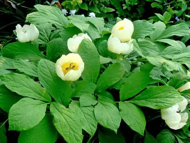 Пион японский (Paeonia japonica)