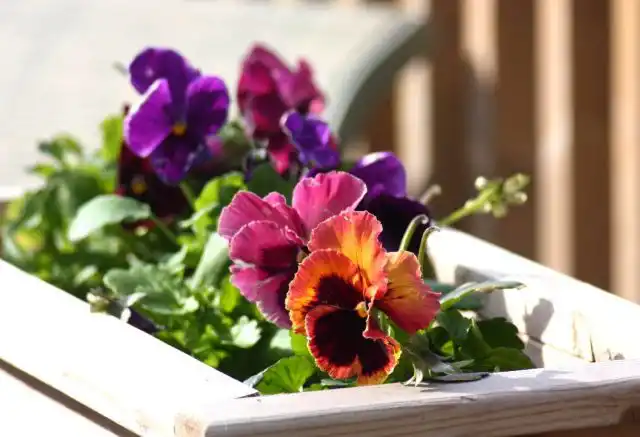 Количество сортов фиалок почти невозможно измерить