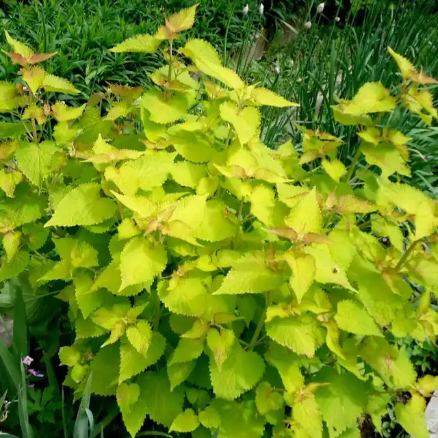Агастахе «Золотой юбилей» (Agastache ‘Golden Jubilee’) выделяется очень солнечной окраской