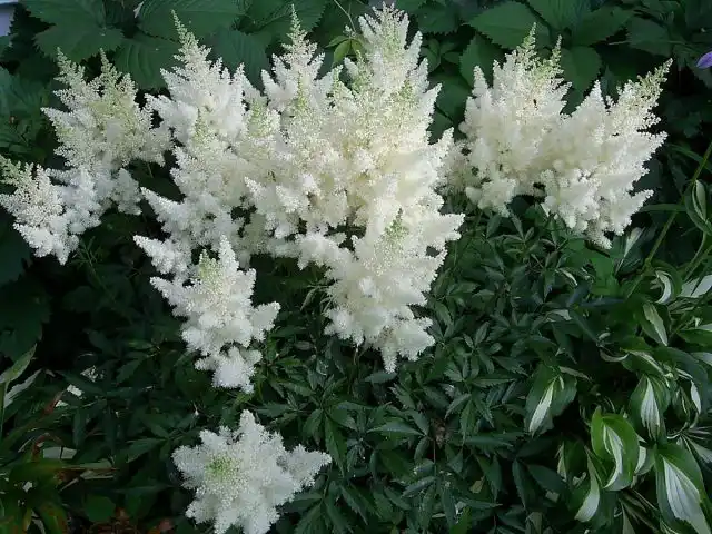Астильба «Диамонд» (Astilbe 'Diamond')