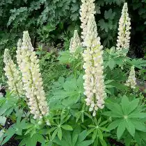 Белый люпин (Lupinus)