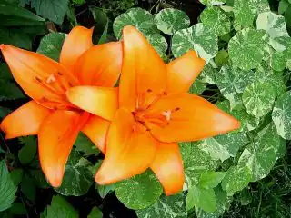 Настурция «Аляска» (Tropaeolum 'Alaska') удачно дополняет лилии, прикрывая им голенастые ноги и оттеняя нежными тонами