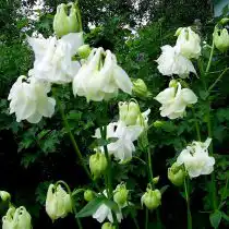 Белый махровый водосбор, или аквилегия (Aquilegia)