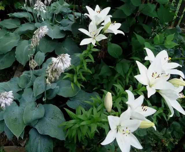 Хосты «Блу Маммут» (Hosta 'Blue Mammoth') и «Блу Веджвуд» ('Blue Wedgwoot') с белой лилией «Брайт Диамонд» (Lilium 'Bright Diamond')