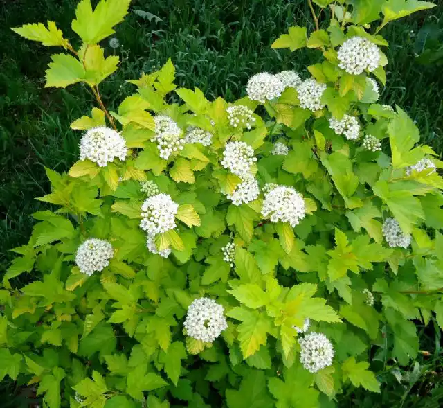 Пузыреплодник калинолистный «Наггет» (Physocarpus opulifolius 'Nugget') — чрезвычайно жизнелюбивое растение