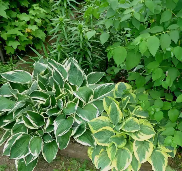 Хосты «Фрэнси» (Hosta 'Francee') и «Вайд Брим» ('Wide Brim')