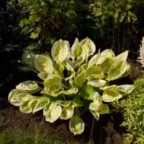 Хоста Кептинз Эдвенчер (Captains Adventure)