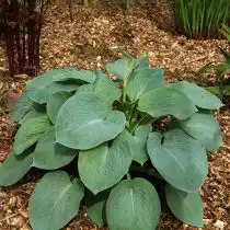 Хоста Элеганс (Elegans)