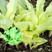 Хоста Вайт Фезер (White Feather)